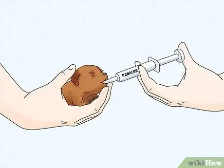 Imagen titulada Care for Newborn Puppies Step 41