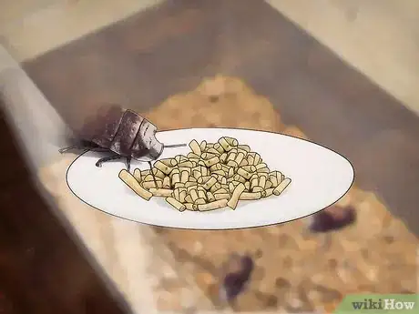 Imagen titulada Breed Hissing Cockroaches Step 9