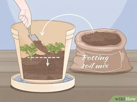 Imagen titulada Plant Potatoes in Pots Step 15