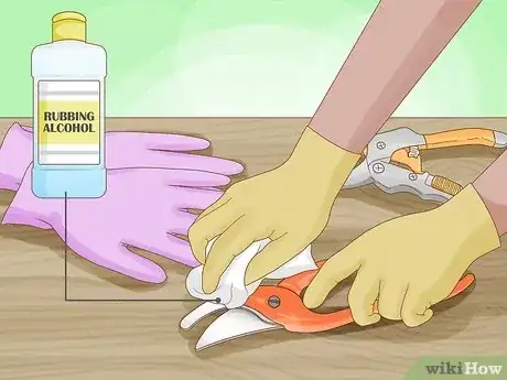 Imagen titulada Prune Fuschias Step 1