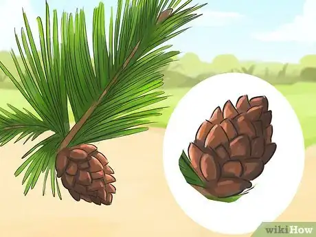 Imagen titulada Identify Pine Trees Step 4