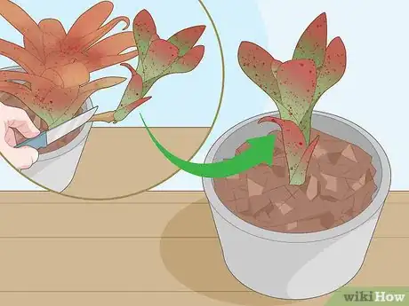 Imagen titulada Care for a Bromeliad Step 15