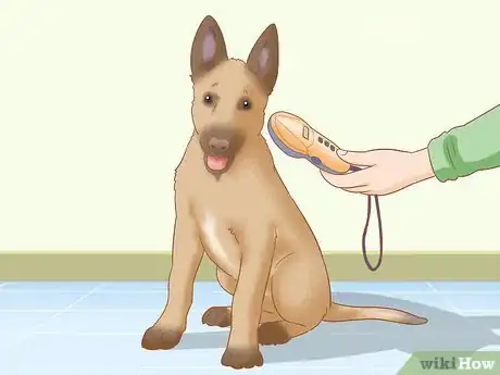 Imagen titulada Care for a Belgian Malinois Step 21