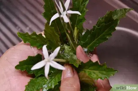 Imagen titulada Preserve Herbs Step 2
