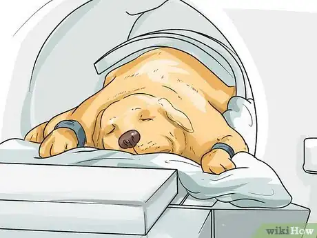 Imagen titulada Treat Neck Pain in Dogs Step 2