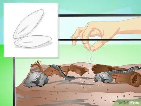 Imagen titulada Make a Millipede Habitat Step 12