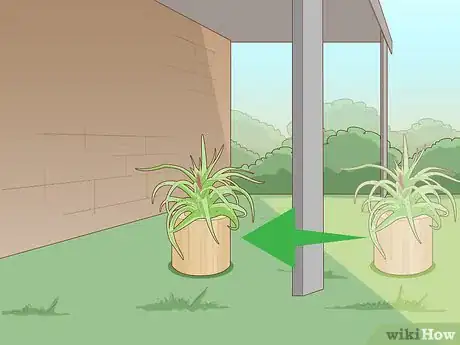Imagen titulada Care for a Bromeliad Step 17