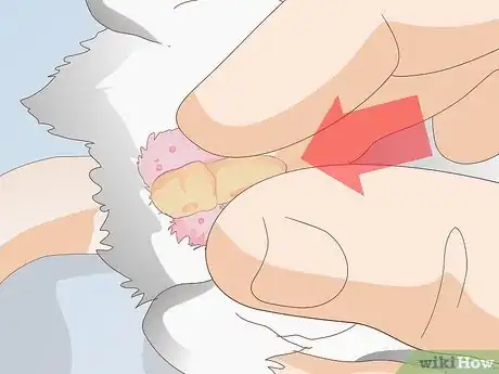 Imagen titulada Treat Mice With Penile Prolapse Step 10