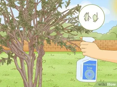 Imagen titulada Grow Crepe Myrtle Step 14
