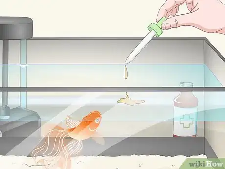 Imagen titulada Know when Your Goldfish Is Dying Step 11