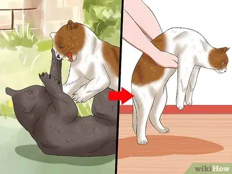 Imagen titulada Care for an FIV Infected Cat Step 17