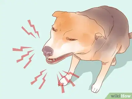 Imagen titulada Know When Your Dog is Sick Step 2
