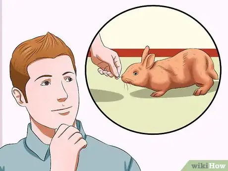 Imagen titulada Train a Rabbit to Stop Chewing Carpet Step 1