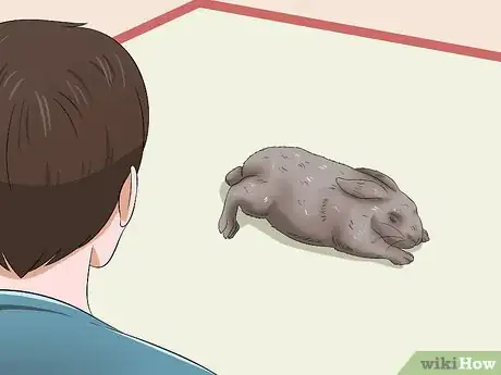 Imagen titulada Care for a Sneezing Rabbit Step 11