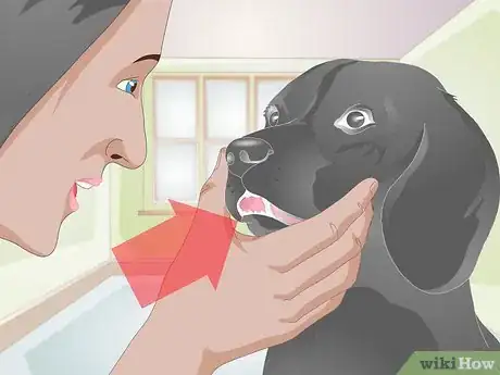 Imagen titulada Treat a Broken Tooth in Dogs Step 1