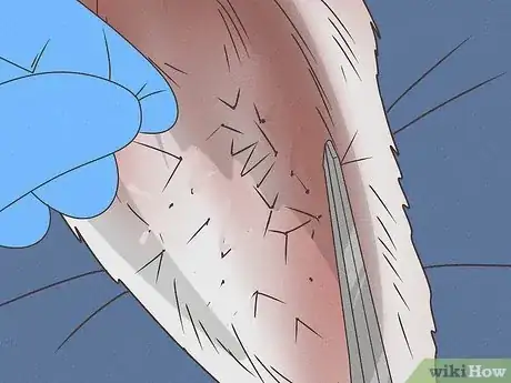 Imagen titulada Treat Aural Hematomas in Dogs Step 12