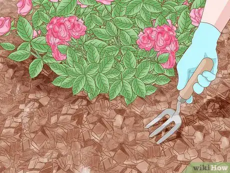 Imagen titulada Prune Drift Roses Step 15