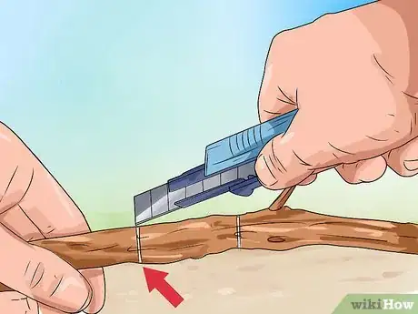 Imagen titulada Make a Japanese Maple Bonsai Tree Step 3