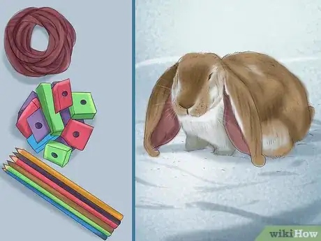 Imagen titulada Raise a Lop Eared Rabbit As a Pet Step 2