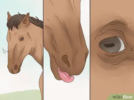 Imagen titulada Talk to Your Horse Step 2