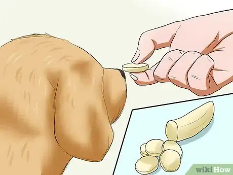 Imagen titulada Care for Maltipoos Step 11