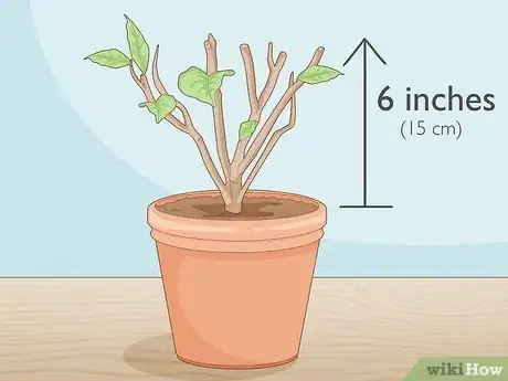 Imagen titulada Prune a Poinsettia Step 3