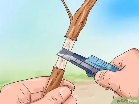 Imagen titulada Make a Japanese Maple Bonsai Tree Step 5