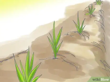 Imagen titulada Plant a Lawn from Stolons Step 9