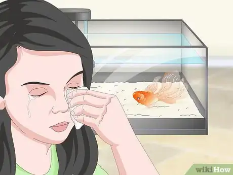Imagen titulada Know when Your Goldfish Is Dying Step 13