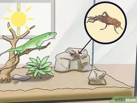 Imagen titulada Feed an Anole Green Lizard Step 8