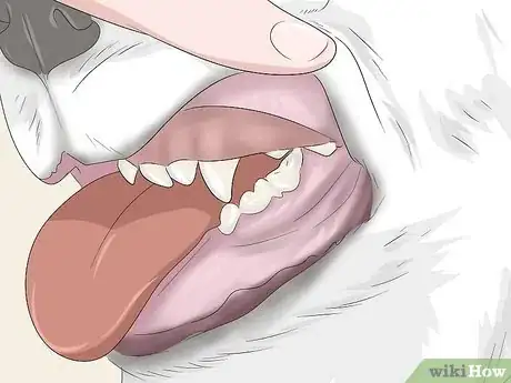 Imagen titulada Groom a Bichon Frise Step 10
