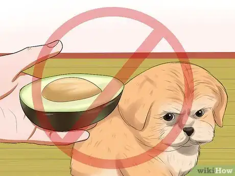 Imagen titulada Care for Maltipoos Step 12