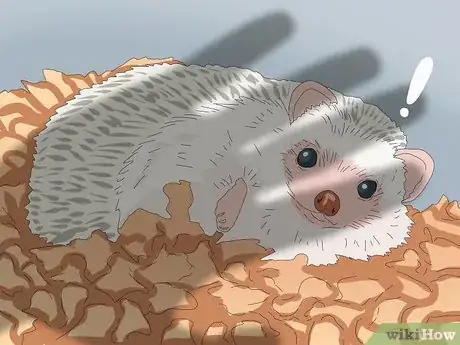 Imagen titulada Tame a Hedgehog Step 8