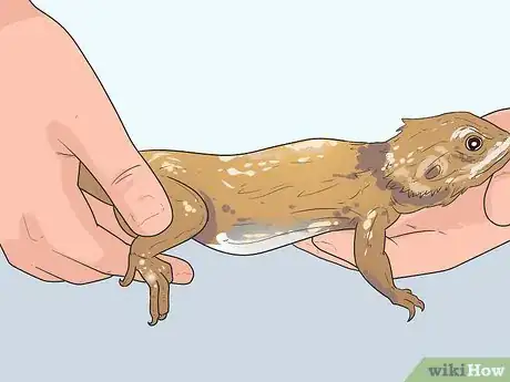 Imagen titulada Hold a Bearded Dragon Step 4
