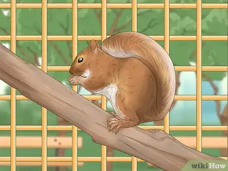Imagen titulada Keep a Pet Squirrel Step 10