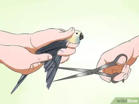 Imagen titulada Clip a Cockatiel's Flier Feathers Step 1
