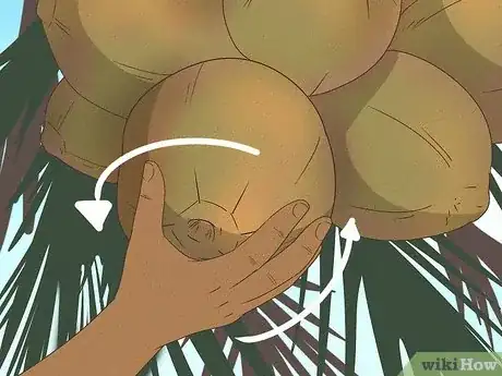 Imagen titulada Harvest a Coconut Step 11