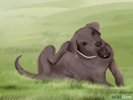 Imagen titulada Diagnose Canine Ear Infections Step 1