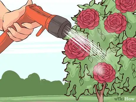 Imagen titulada Care for Camellias Step 4