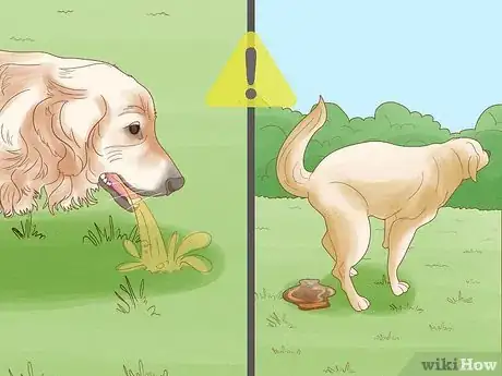 Imagen titulada Treat Skin Allergies in Golden Retrievers Step 16