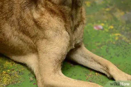 Imagen titulada Teach Your Dog to Heel Step 2