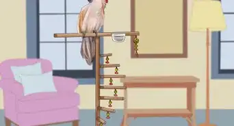 vivir con una cacatúa moluca