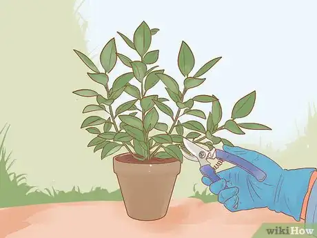 Imagen titulada Prune a Rubber Plant Step 10