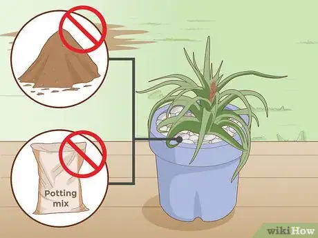 Imagen titulada Care for a Bromeliad Step 10