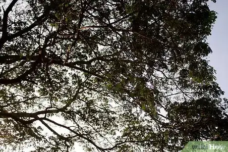Imagen titulada Walk Quietly in a Forest Step 7