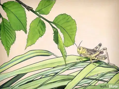 Imagen titulada Feed a Grasshopper Step 5