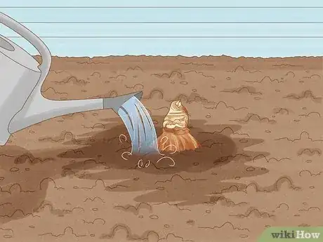 Imagen titulada Plant Amaryllis Step 7