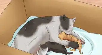 trasladar gatos recién nacidos