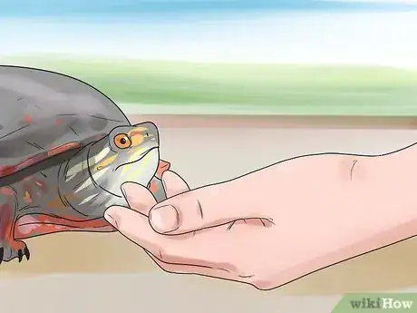 Imagen titulada Pet a Turtle Step 5