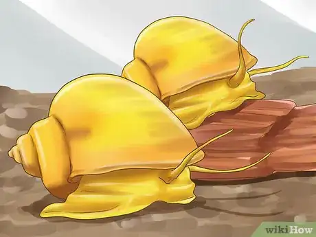 Imagen titulada Clean a Fish Tank With Sand Step 16
